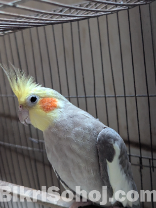 সুন্দর ও স্বাস্থ্যবান ককাটেল পাখি (Cockatiel) বিক্রি হচ্ছে